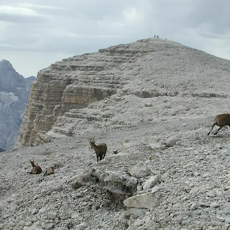 Hotel Garni Gonzaga 3* Canazei